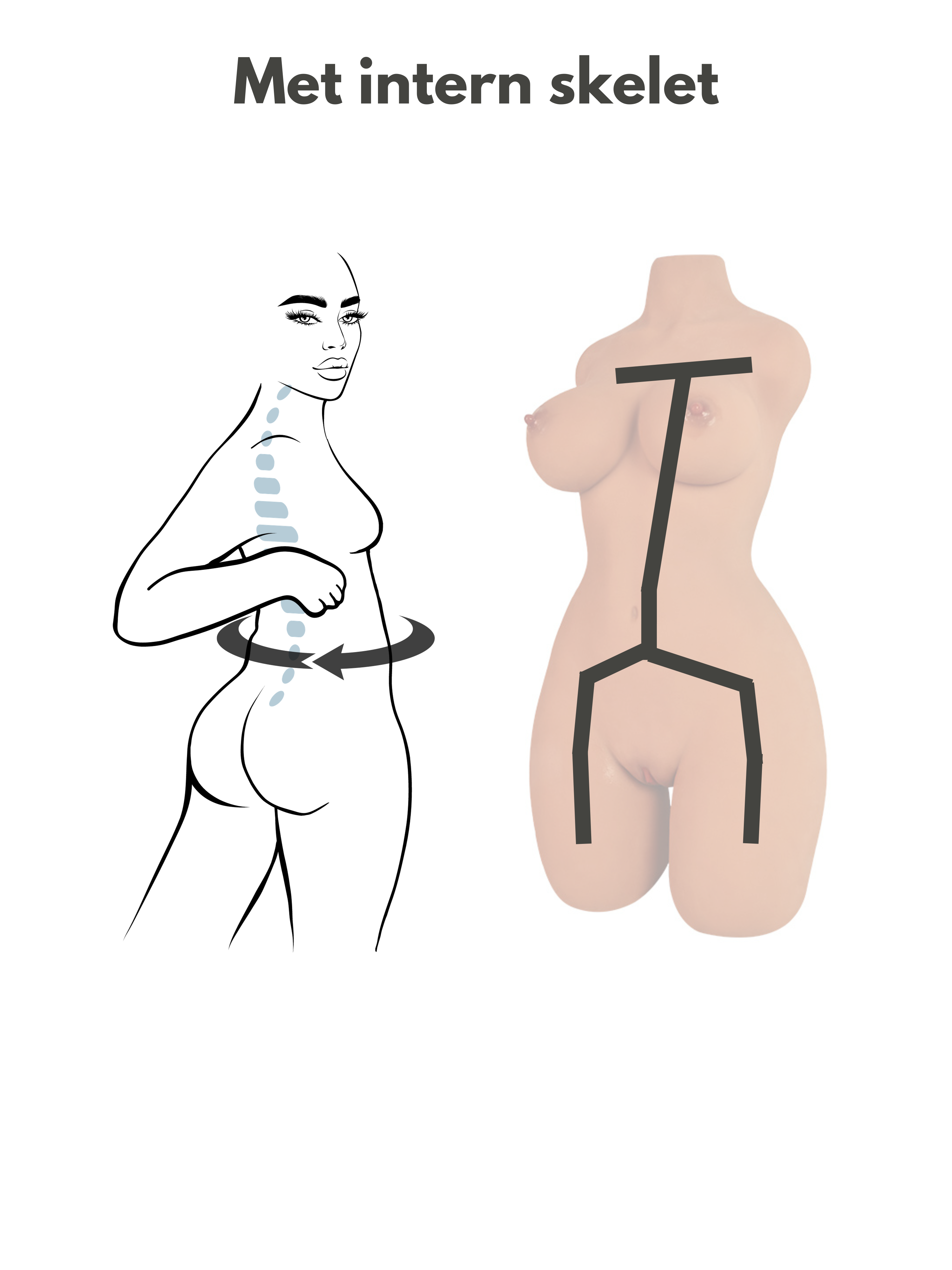 sexpop iris intern skeletstructuur